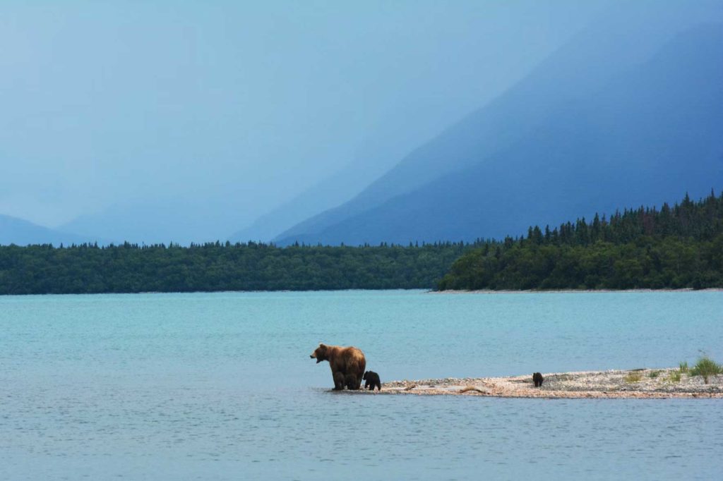 Ours brun, Voyage en Alaska